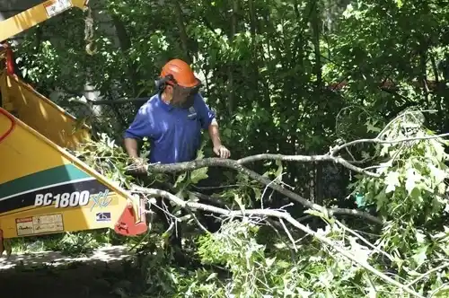 tree services Wintersville